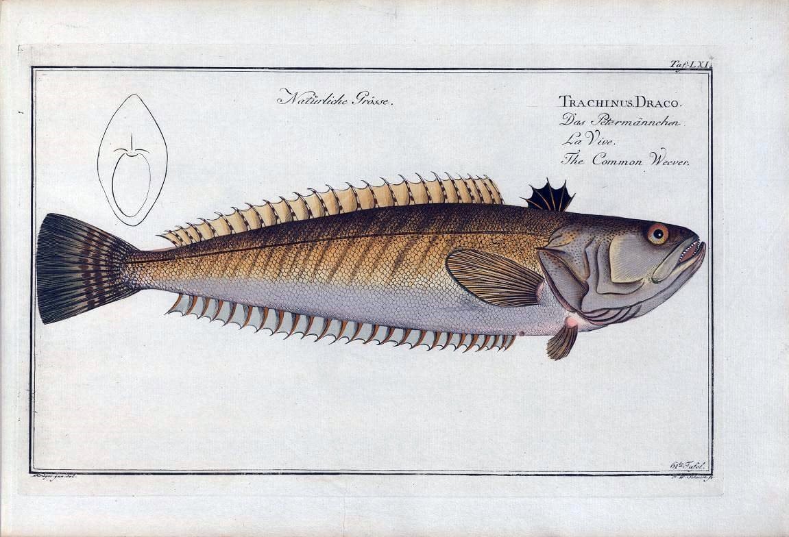 D. Marcus Elieser Bloch's, ausÃ¼benden Arztes zu Berlin .  Oeconomische Naturgeschichte der Fische Deutschlands . .Berlin :Auf Kosten des Verfassers | Vintage Print Reproduction 465720