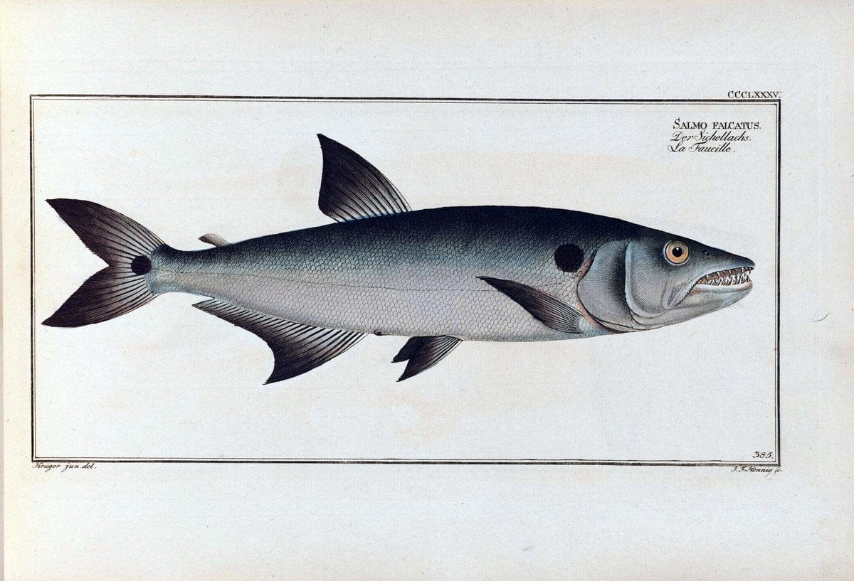D. Marcus Elieser Bloch's, ausÃ¼benden Arztes zu Berlin .  Oeconomische Naturgeschichte der Fische Deutschlands . .Berlin :Auf Kosten des Verfassers | Vintage Print Reproduction 465721