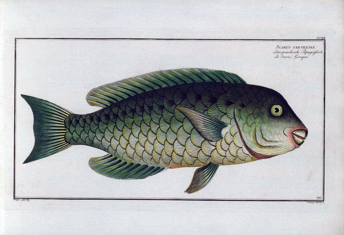 D. Marcus Elieser Bloch's, ausÃ¼benden Arztes zu Berlin .  Oeconomische Naturgeschichte der Fische Deutschlands . .Berlin :Auf Kosten des Verfassers | Vintage Print Reproduction 465724