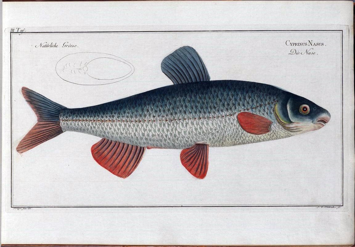 D. Marcus Elieser Bloch's, ausÃ¼benden Arztes zu Berlin .  Oeconomische Naturgeschichte der Fische Deutschlands . .Berlin :Auf Kosten des Verfassers | Vintage Print Reproduction 465726