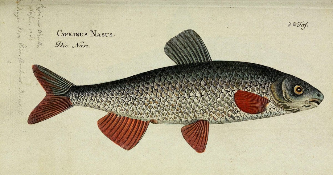 D. Marcus Elieser Bloch's, ausÃ¼benden Arztes zu Berlin. Atlas.Berlin :Auf Kosten des Ve | "Early works to 1800" Fishes Germany Ichthyology "Pictorial works"  | Vintage Print Reproduction 465727
