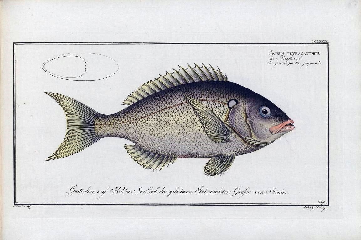 D. Marcus Elieser Bloch's, ausÃ¼benden Arztes zu Berlin .  Oeconomische Naturgeschichte der Fische Deutschlands . .Berlin :Auf Kosten des Verfassers | Vintage Print Reproduction 465728