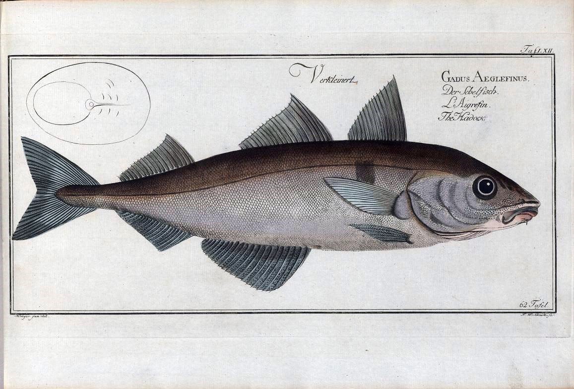 D. Marcus Elieser Bloch's, ausÃ¼benden Arztes zu Berlin .  Oeconomische Naturgeschichte der Fische Deutschlands . .Berlin :Auf Kosten des Verfassers | Vintage Print Reproduction 465729