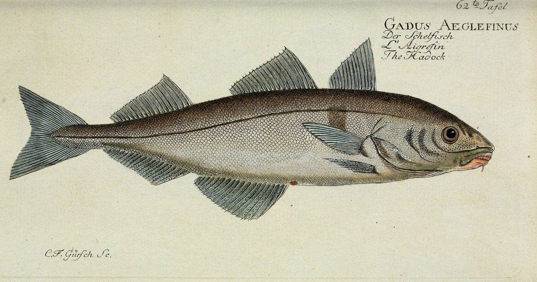 D. Marcus Elieser Bloch's, ausÃ¼benden Arztes zu Berlin. Atlas.Berlin :Auf Kosten des Ve | "Early works to 1800" Fishes Germany Ichthyology "Pictorial works"  | Vintage Print Reproduction 465731