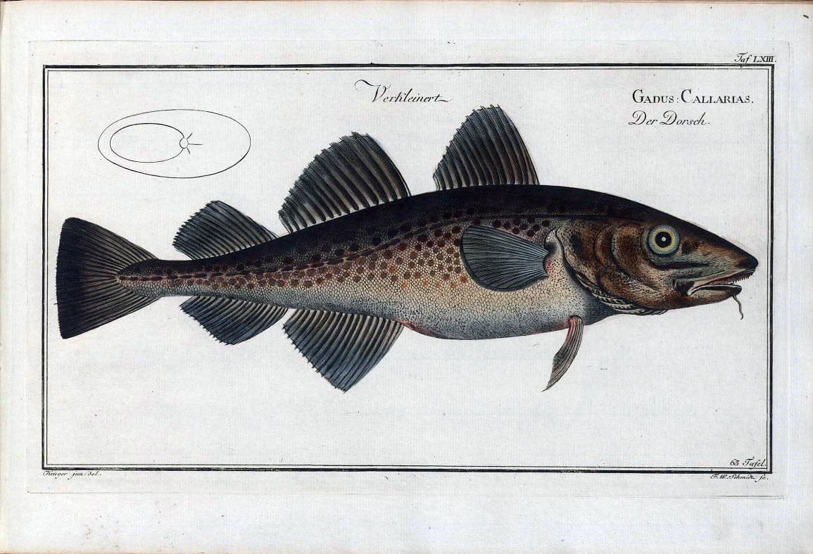D. Marcus Elieser Bloch's, ausÃ¼benden Arztes zu Berlin .  Oeconomische Naturgeschichte der Fische Deutschlands . .Berlin :Auf Kosten des Verfassers | Vintage Print Reproduction 465732