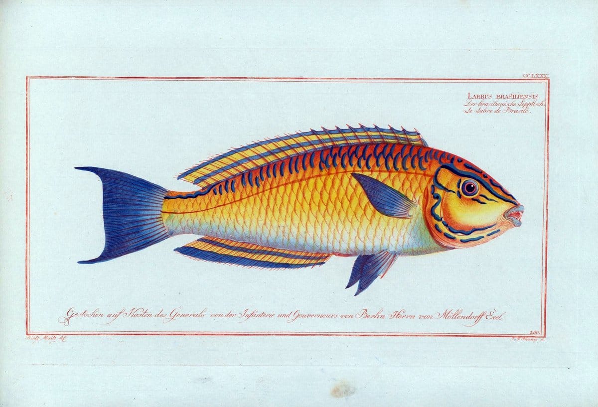 D. Marcus Elieser Bloch's, ausÃ¼benden Arztes zu Berlin .  Oeconomische Naturgeschichte der Fische Deutschlands . .Berlin :Auf Kosten des Verfassers | Vintage Print Reproduction 465734