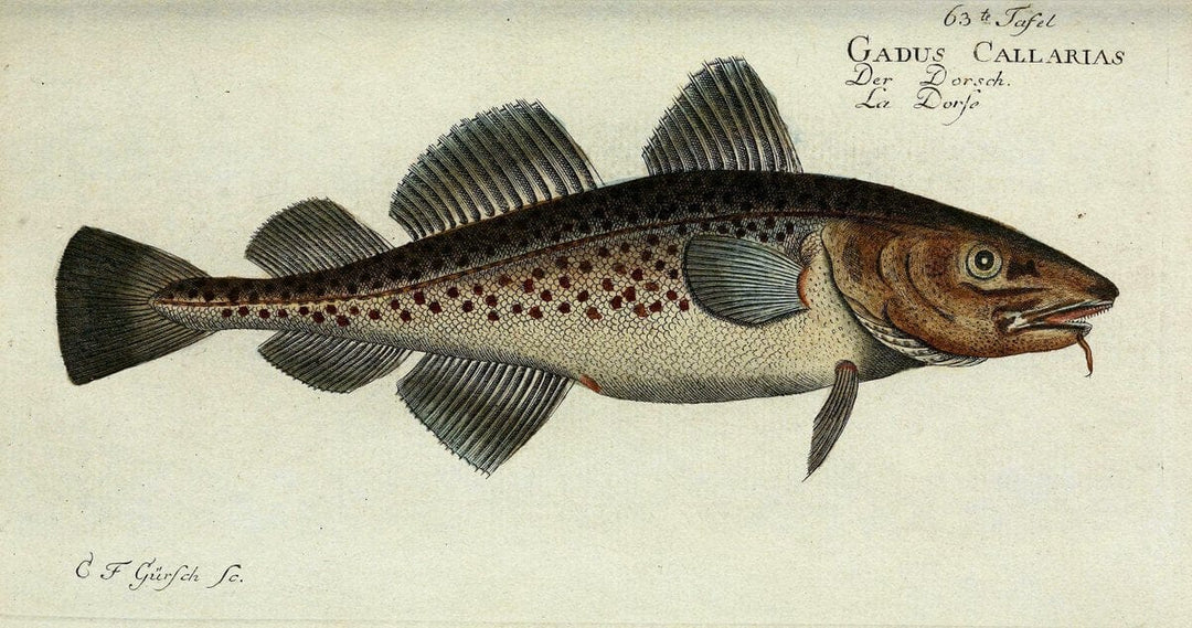 D. Marcus Elieser Bloch's, ausÃ¼benden Arztes zu Berlin. Atlas.Berlin :Auf Kosten des Ve | "Early works to 1800" Fishes Germany Ichthyology "Pictorial works"  | Vintage Print Reproduction 465735