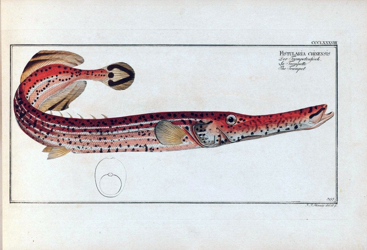 D. Marcus Elieser Bloch's, ausÃ¼benden Arztes zu Berlin .  Oeconomische Naturgeschichte der Fische Deutschlands . .Berlin :Auf Kosten des Verfassers | Vintage Print Reproduction 465737