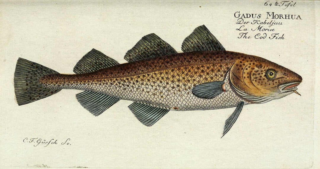 D. Marcus Elieser Bloch's, ausÃ¼benden Arztes zu Berlin. Atlas.Berlin :Auf Kosten des Ve | "Early works to 1800" Fishes Germany Ichthyology "Pictorial works"  | Vintage Print Reproduction 465739