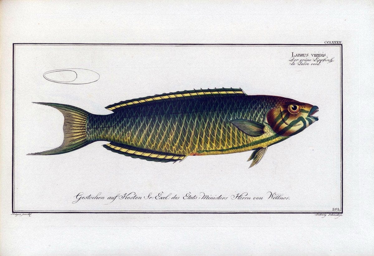 D. Marcus Elieser Bloch's, ausÃ¼benden Arztes zu Berlin .  Oeconomische Naturgeschichte der Fische Deutschlands . .Berlin :Auf Kosten des Verfassers | Vintage Print Reproduction 465741