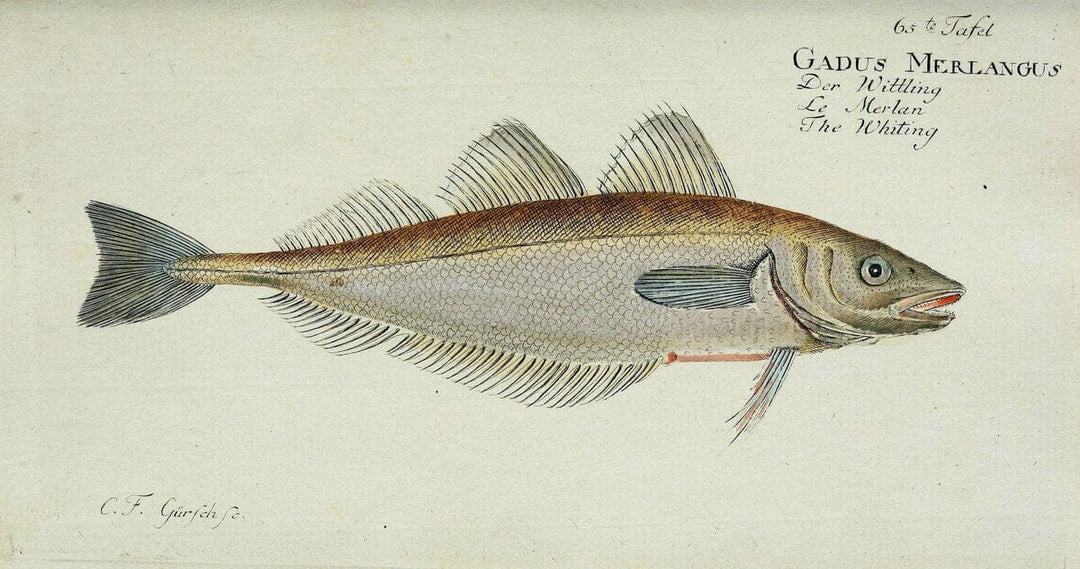 D. Marcus Elieser Bloch's, ausÃ¼benden Arztes zu Berlin. Atlas.Berlin :Auf Kosten des Ve | "Early works to 1800" Fishes Germany Ichthyology "Pictorial works"  | Vintage Print Reproduction 465743