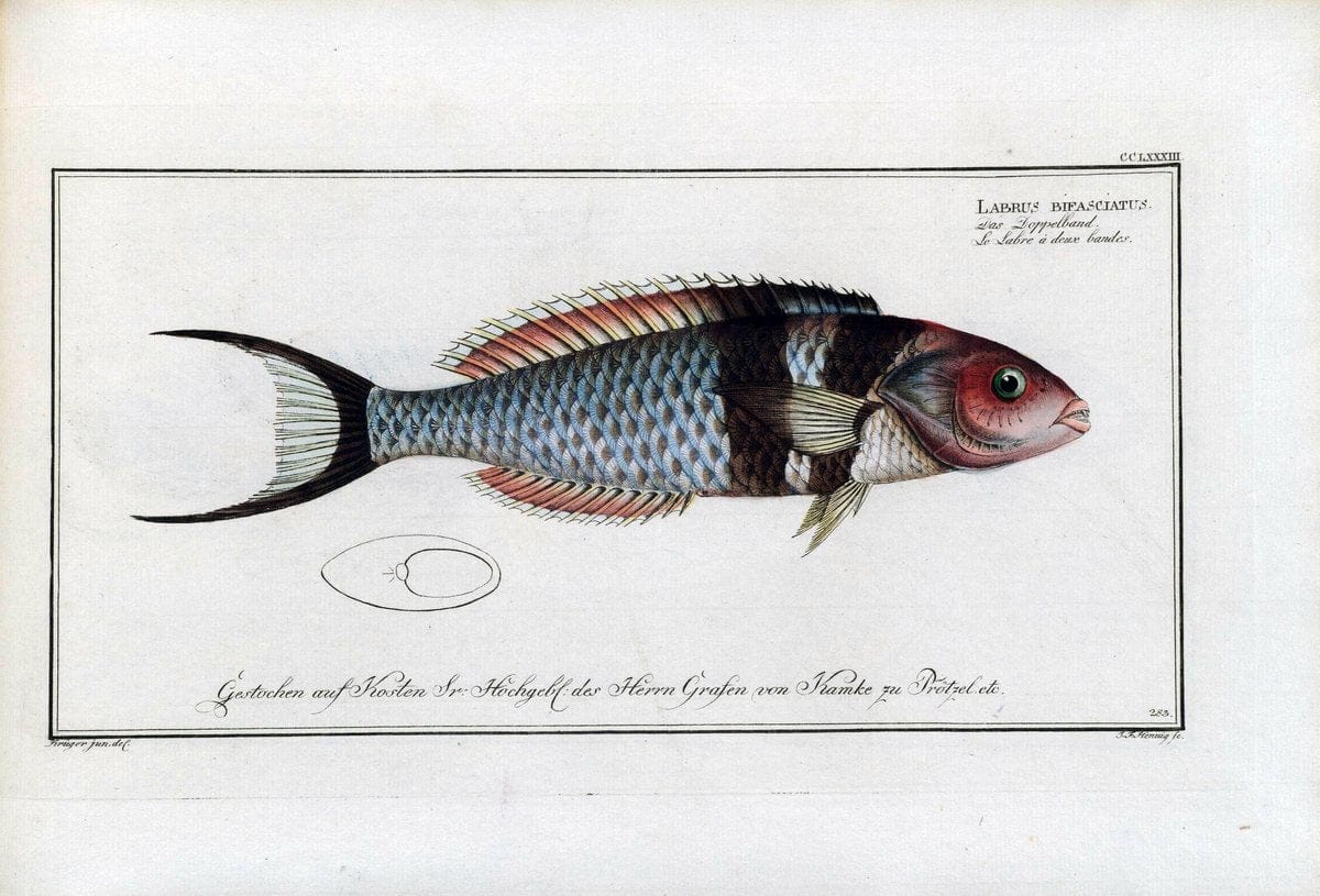 D. Marcus Elieser Bloch's, ausÃ¼benden Arztes zu Berlin .  Oeconomische Naturgeschichte der Fische Deutschlands . .Berlin :Auf Kosten des Verfassers | Vintage Print Reproduction 465744