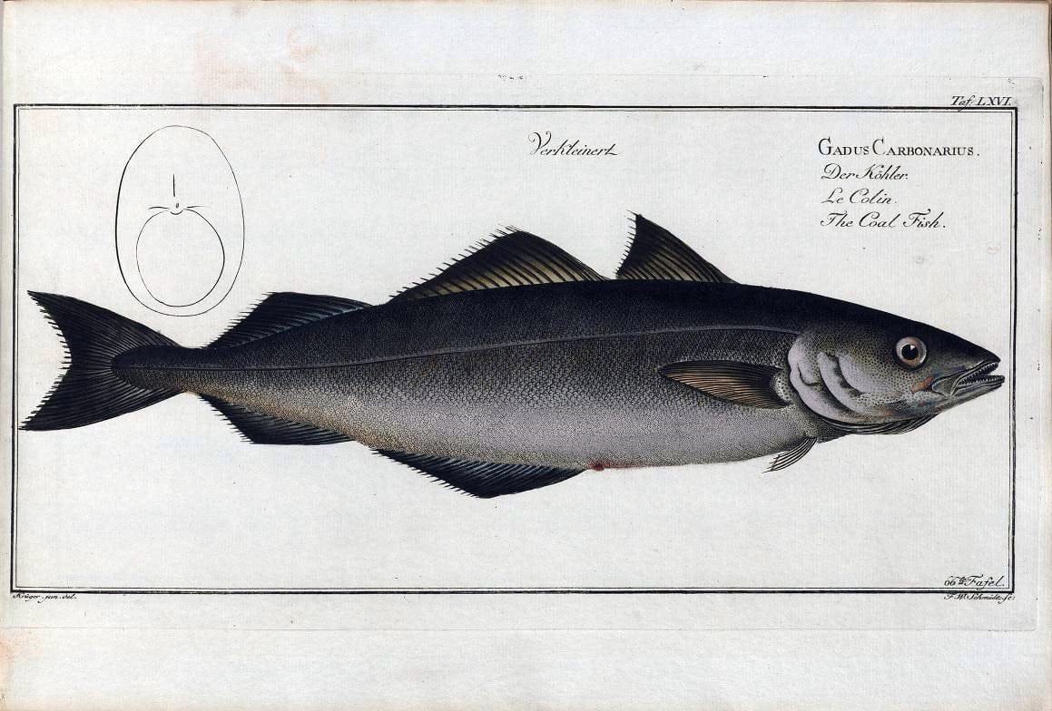 D. Marcus Elieser Bloch's, ausÃ¼benden Arztes zu Berlin .  Oeconomische Naturgeschichte der Fische Deutschlands . .Berlin :Auf Kosten des Verfassers | Vintage Print Reproduction 465745