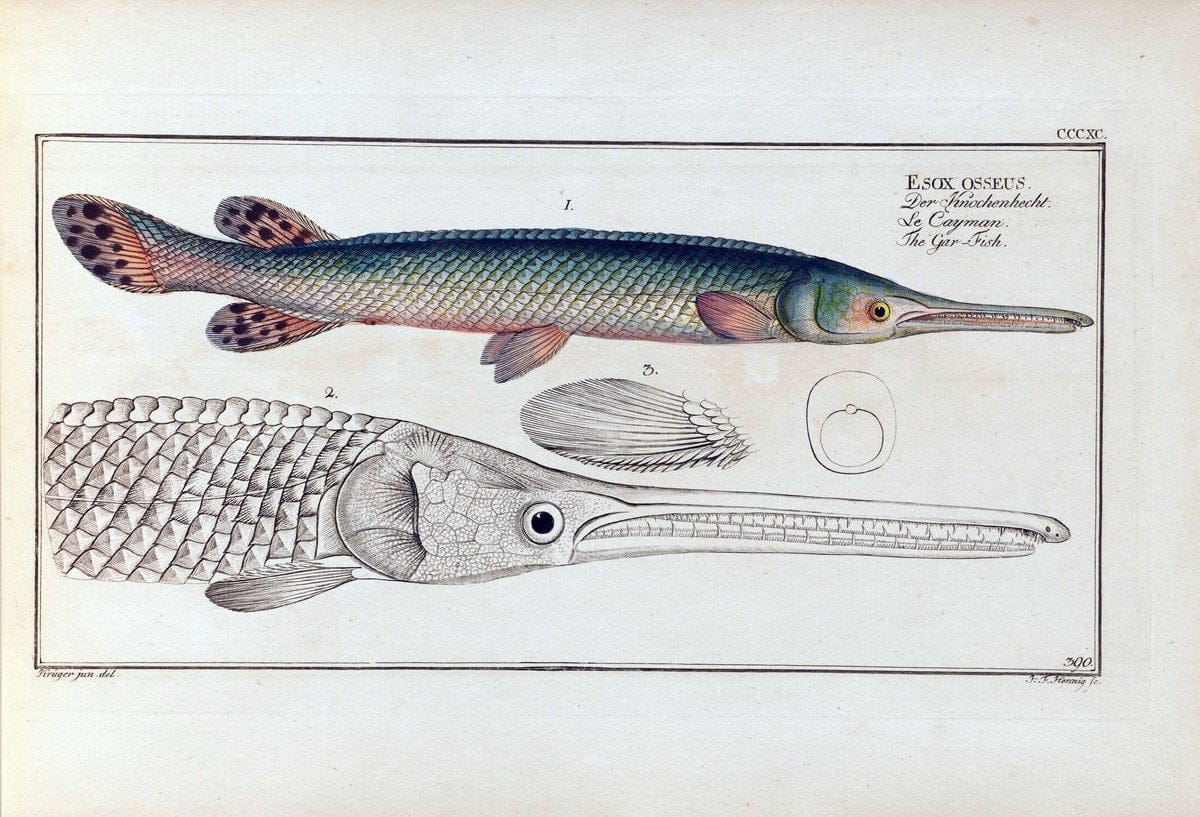 D. Marcus Elieser Bloch's, ausÃ¼benden Arztes zu Berlin .  Oeconomische Naturgeschichte der Fische Deutschlands . .Berlin :Auf Kosten des Verfassers | Vintage Print Reproduction 465746