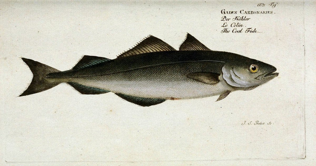 D. Marcus Elieser Bloch's, ausÃ¼benden Arztes zu Berlin. Atlas.Berlin :Auf Kosten des Ve | "Early works to 1800" Fishes Germany Ichthyology "Pictorial works"  | Vintage Print Reproduction 465747