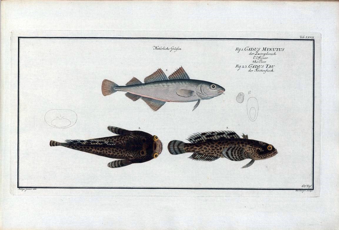 D. Marcus Elieser Bloch's, ausÃ¼benden Arztes zu Berlin .  Oeconomische Naturgeschichte der Fische Deutschlands . .Berlin :Auf Kosten des Verfassers | Vintage Print Reproduction 465748