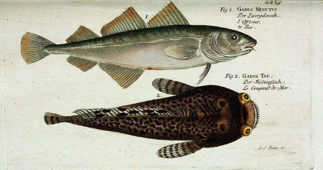 D. Marcus Elieser Bloch's, ausÃ¼benden Arztes zu Berlin. Atlas.Berlin :Auf Kosten des Ve | "Early works to 1800" Fishes Germany Ichthyology "Pictorial works"  | Vintage Print Reproduction 465751