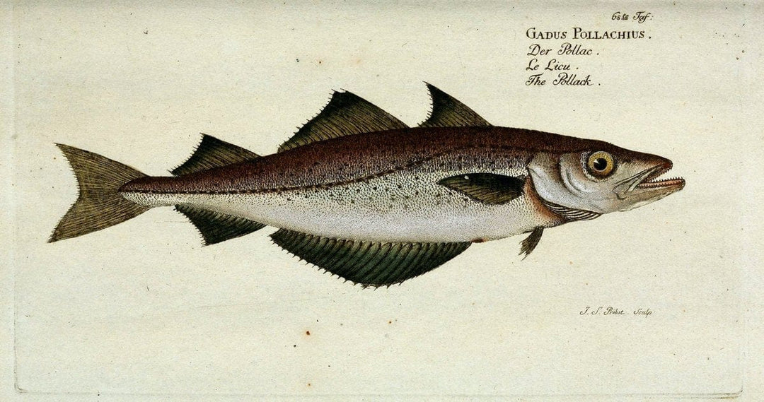 D. Marcus Elieser Bloch's, ausÃ¼benden Arztes zu Berlin. Atlas.Berlin :Auf Kosten des Ve | "Early works to 1800" Fishes Germany Ichthyology "Pictorial works"  | Vintage Print Reproduction 465755