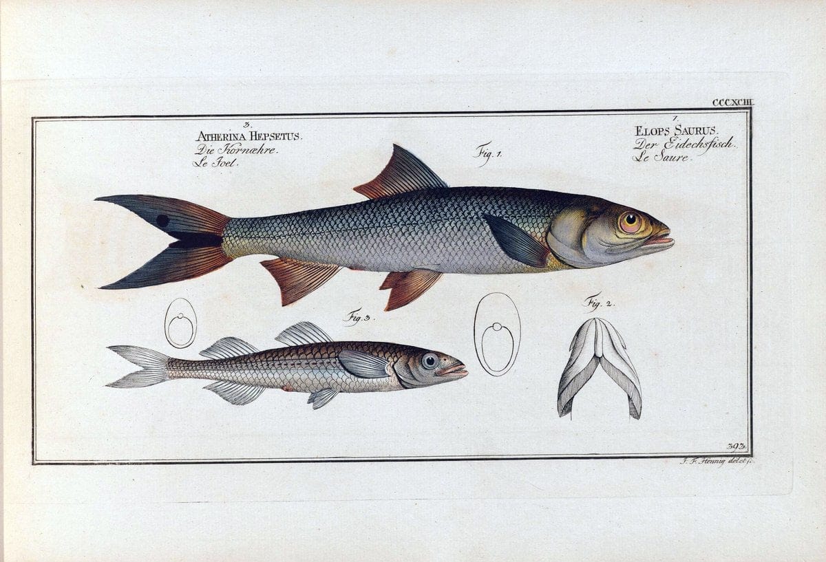 D. Marcus Elieser Bloch's, ausÃ¼benden Arztes zu Berlin .  Oeconomische Naturgeschichte der Fische Deutschlands . .Berlin :Auf Kosten des Verfassers | Vintage Print Reproduction 465757