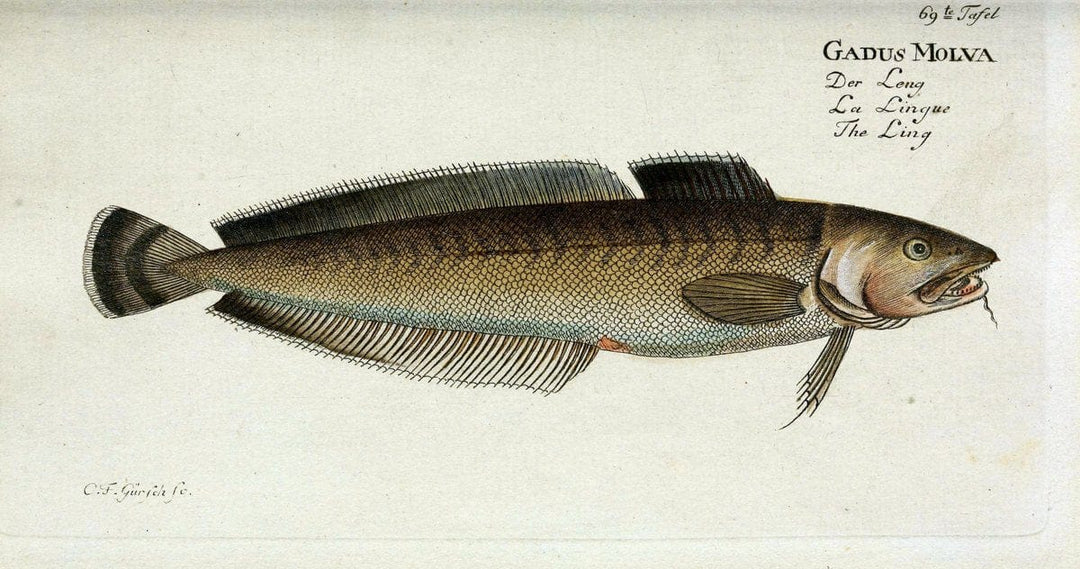 D. Marcus Elieser Bloch's, ausÃ¼benden Arztes zu Berlin. Atlas.Berlin :Auf Kosten des Ve | "Early works to 1800" Fishes Germany Ichthyology "Pictorial works"  | Vintage Print Reproduction 465759