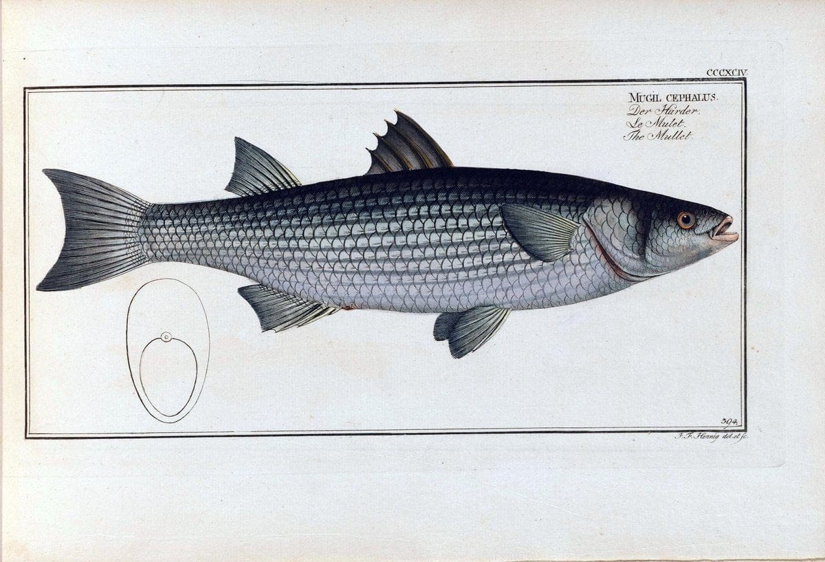 D. Marcus Elieser Bloch's, ausÃ¼benden Arztes zu Berlin .  Oeconomische Naturgeschichte der Fische Deutschlands . .Berlin :Auf Kosten des Verfassers | Vintage Print Reproduction 465761