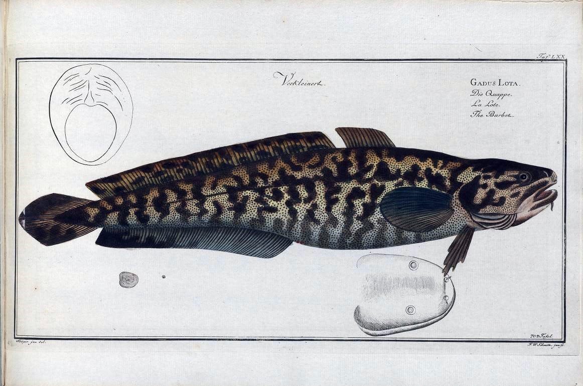 D. Marcus Elieser Bloch's, ausÃ¼benden Arztes zu Berlin .  Oeconomische Naturgeschichte der Fische Deutschlands . .Berlin :Auf Kosten des Verfassers | Vintage Print Reproduction 465762