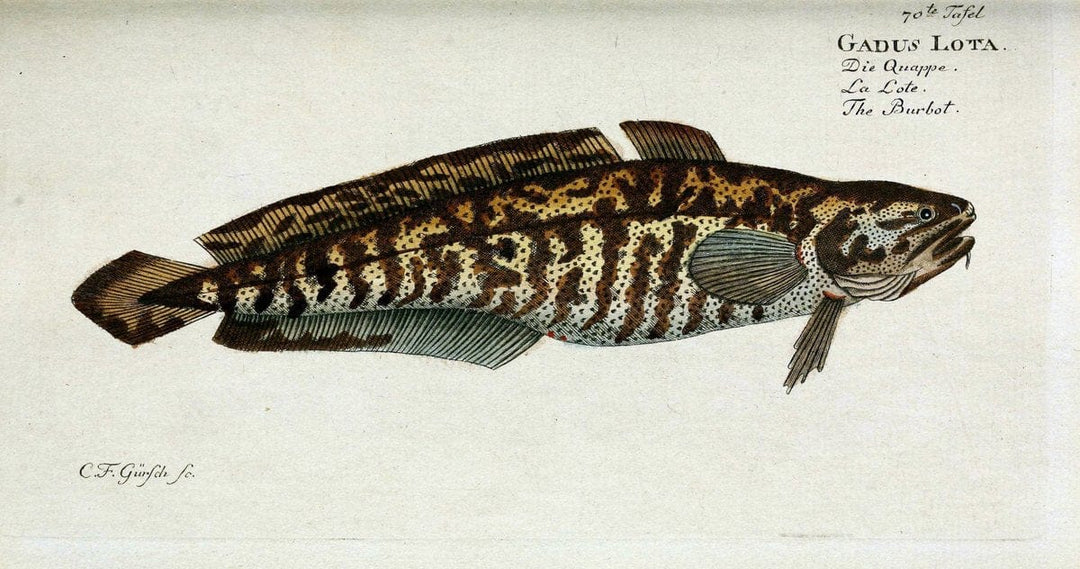 D. Marcus Elieser Bloch's, ausÃ¼benden Arztes zu Berlin. Atlas.Berlin :Auf Kosten des Ve | "Early works to 1800" Fishes Germany Ichthyology "Pictorial works"  | Vintage Print Reproduction 465763