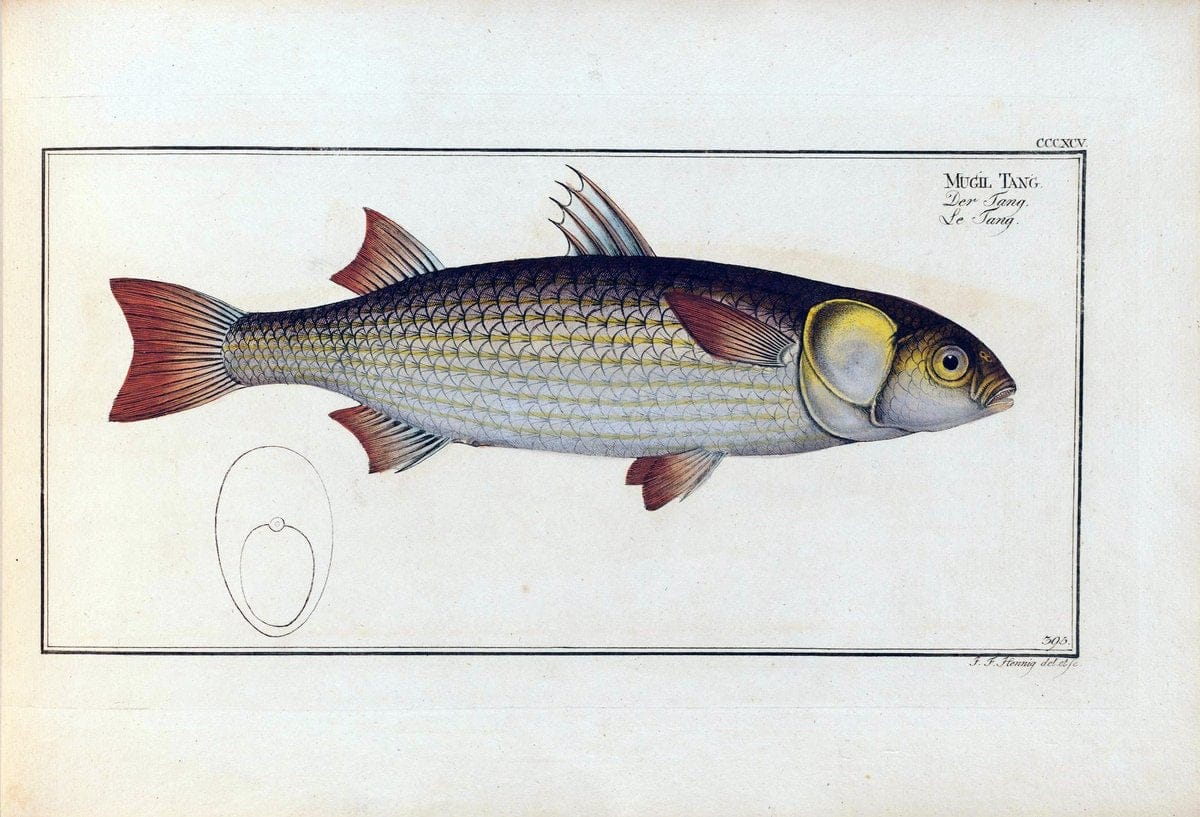 D. Marcus Elieser Bloch's, ausÃ¼benden Arztes zu Berlin .  Oeconomische Naturgeschichte der Fische Deutschlands . .Berlin :Auf Kosten des Verfassers | Vintage Print Reproduction 465766
