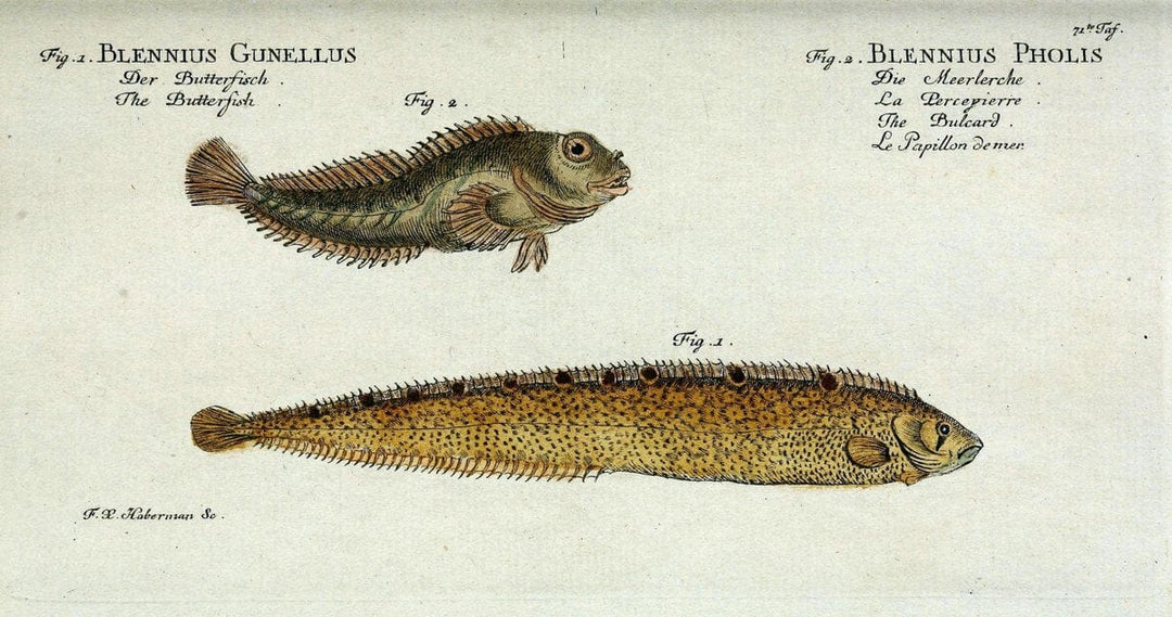 D. Marcus Elieser Bloch's, ausÃ¼benden Arztes zu Berlin. Atlas.Berlin :Auf Kosten des Ve | "Early works to 1800" Fishes Germany Ichthyology "Pictorial works"  | Vintage Print Reproduction 465767