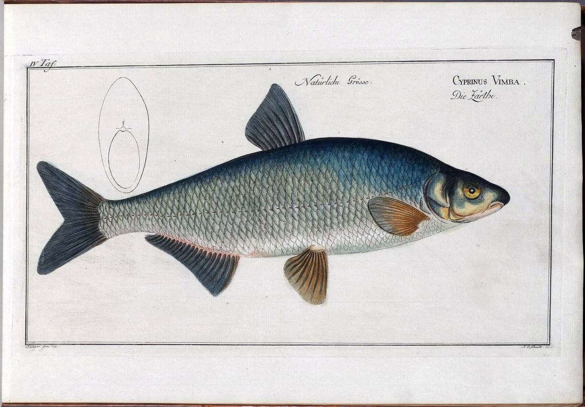 D. Marcus Elieser Bloch's, ausÃ¼benden Arztes zu Berlin .  Oeconomische Naturgeschichte der Fische Deutschlands . .Berlin :Auf Kosten des Verfassers | Vintage Print Reproduction 465768