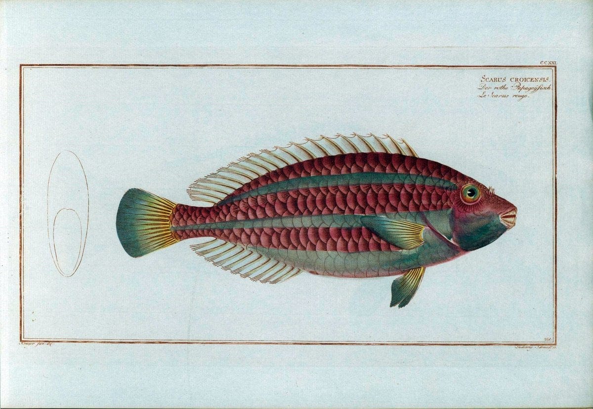 D. Marcus Elieser Bloch's, ausÃ¼benden Arztes zu Berlin .  Oeconomische Naturgeschichte der Fische Deutschlands . .Berlin :Auf Kosten des Verfassers | Vintage Print Reproduction 465769