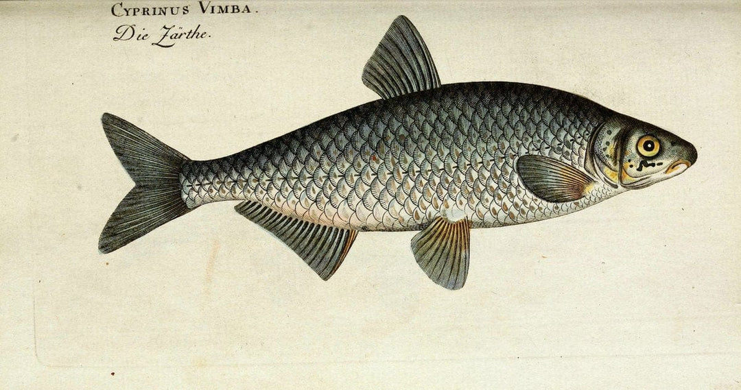 D. Marcus Elieser Bloch's, ausÃ¼benden Arztes zu Berlin. Atlas.Berlin :Auf Kosten des Ve | "Early works to 1800" Fishes Germany Ichthyology "Pictorial works"  | Vintage Print Reproduction 465771