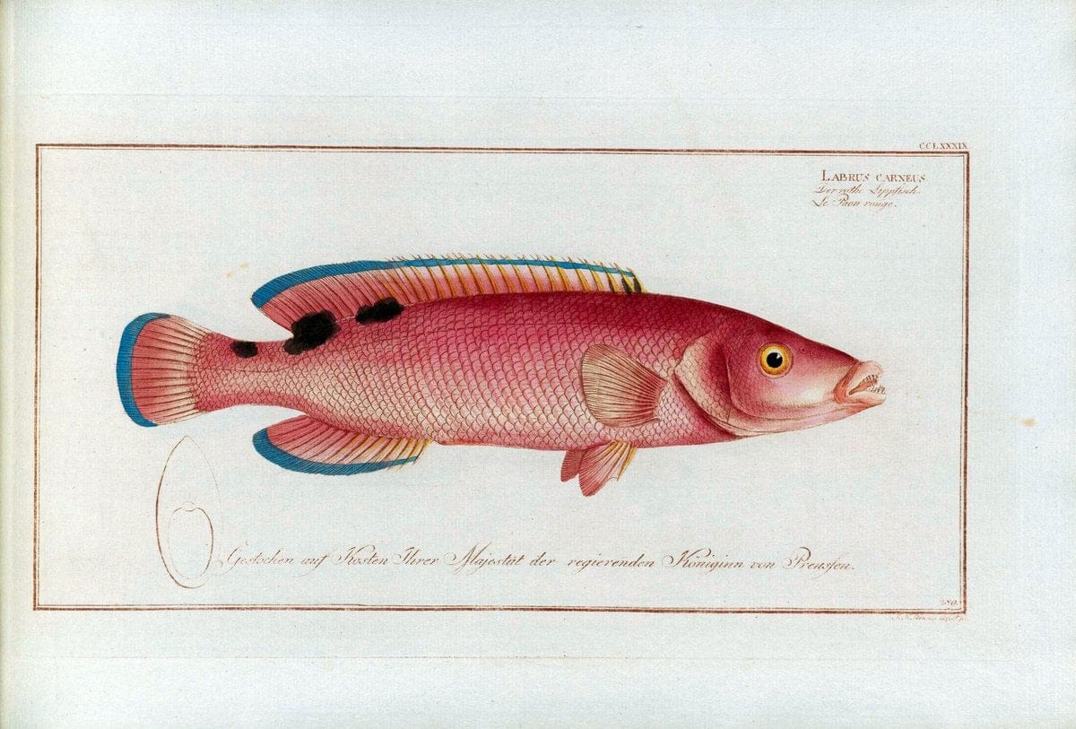 D. Marcus Elieser Bloch's, ausÃ¼benden Arztes zu Berlin .  Oeconomische Naturgeschichte der Fische Deutschlands . .Berlin :Auf Kosten des Verfassers | Vintage Print Reproduction 465774