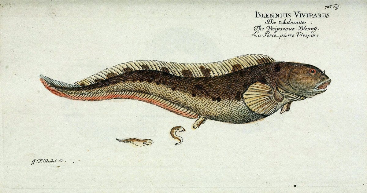 D. Marcus Elieser Bloch's, ausübenden Arztes zu Berlin. Atlas.Berlin :Auf Kosten des Ve | "Early works to 1800" Fishes Germany Ichthyology "Pictorial works"  | Vintage Print Reproduction 465775