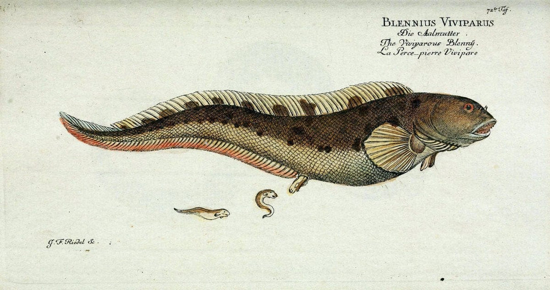 D. Marcus Elieser Bloch's, ausÃ¼benden Arztes zu Berlin. Atlas.Berlin :Auf Kosten des Ve | "Early works to 1800" Fishes Germany Ichthyology "Pictorial works"  | Vintage Print Reproduction 465775
