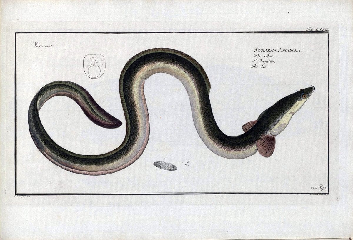 D. Marcus Elieser Bloch's, ausÃ¼benden Arztes zu Berlin .  Oeconomische Naturgeschichte der Fische Deutschlands . .Berlin :Auf Kosten des Verfassers | Vintage Print Reproduction 465777