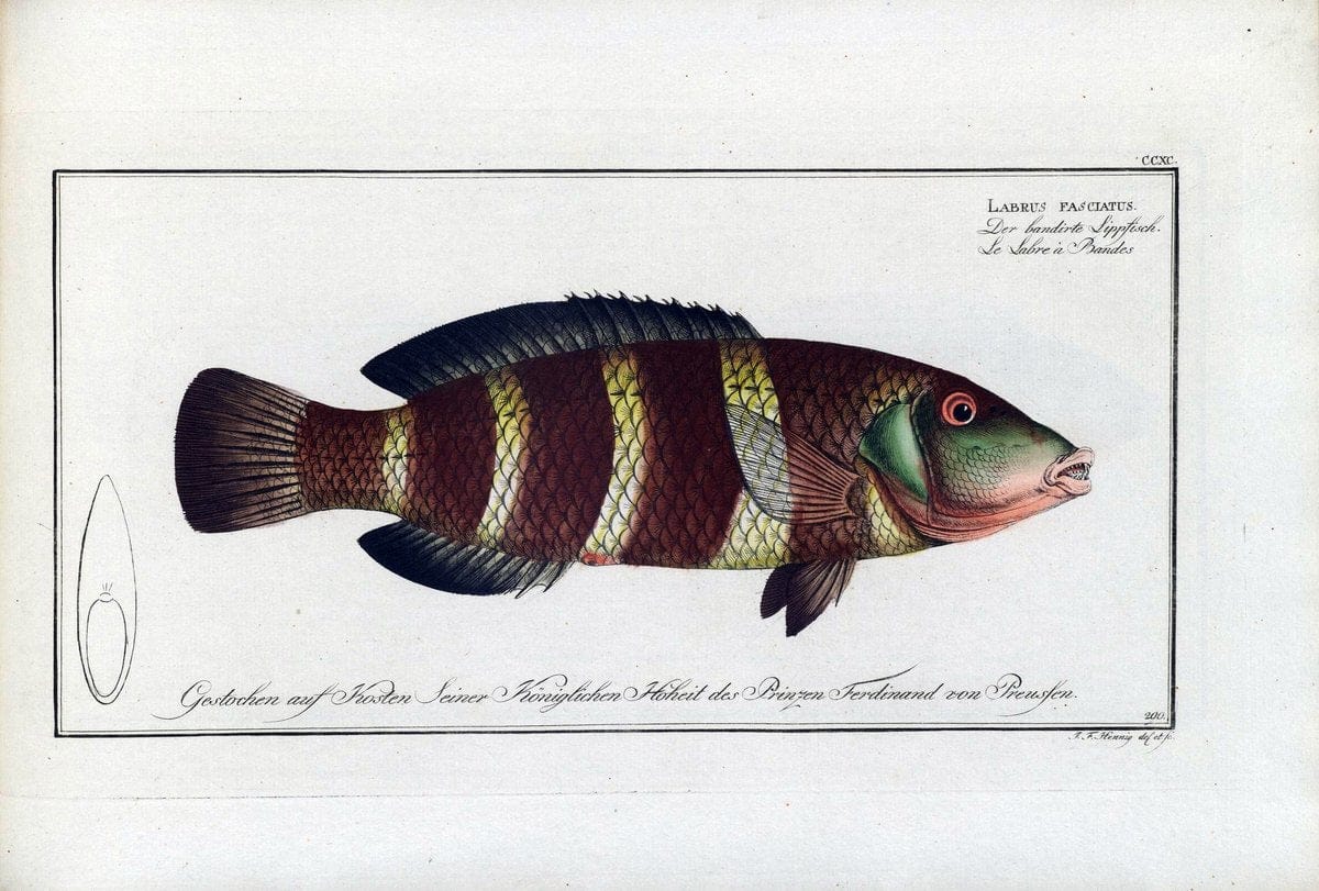 D. Marcus Elieser Bloch's, ausÃ¼benden Arztes zu Berlin .  Oeconomische Naturgeschichte der Fische Deutschlands . .Berlin :Auf Kosten des Verfassers | Vintage Print Reproduction 465778