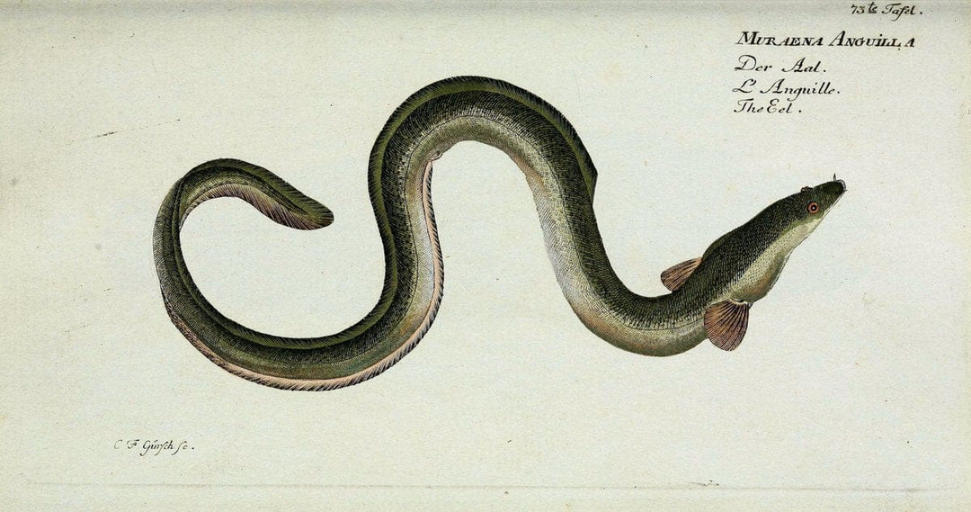 D. Marcus Elieser Bloch's, ausÃ¼benden Arztes zu Berlin. Atlas.Berlin :Auf Kosten des Ve | "Early works to 1800" Fishes Germany Ichthyology "Pictorial works"  | Vintage Print Reproduction 465779