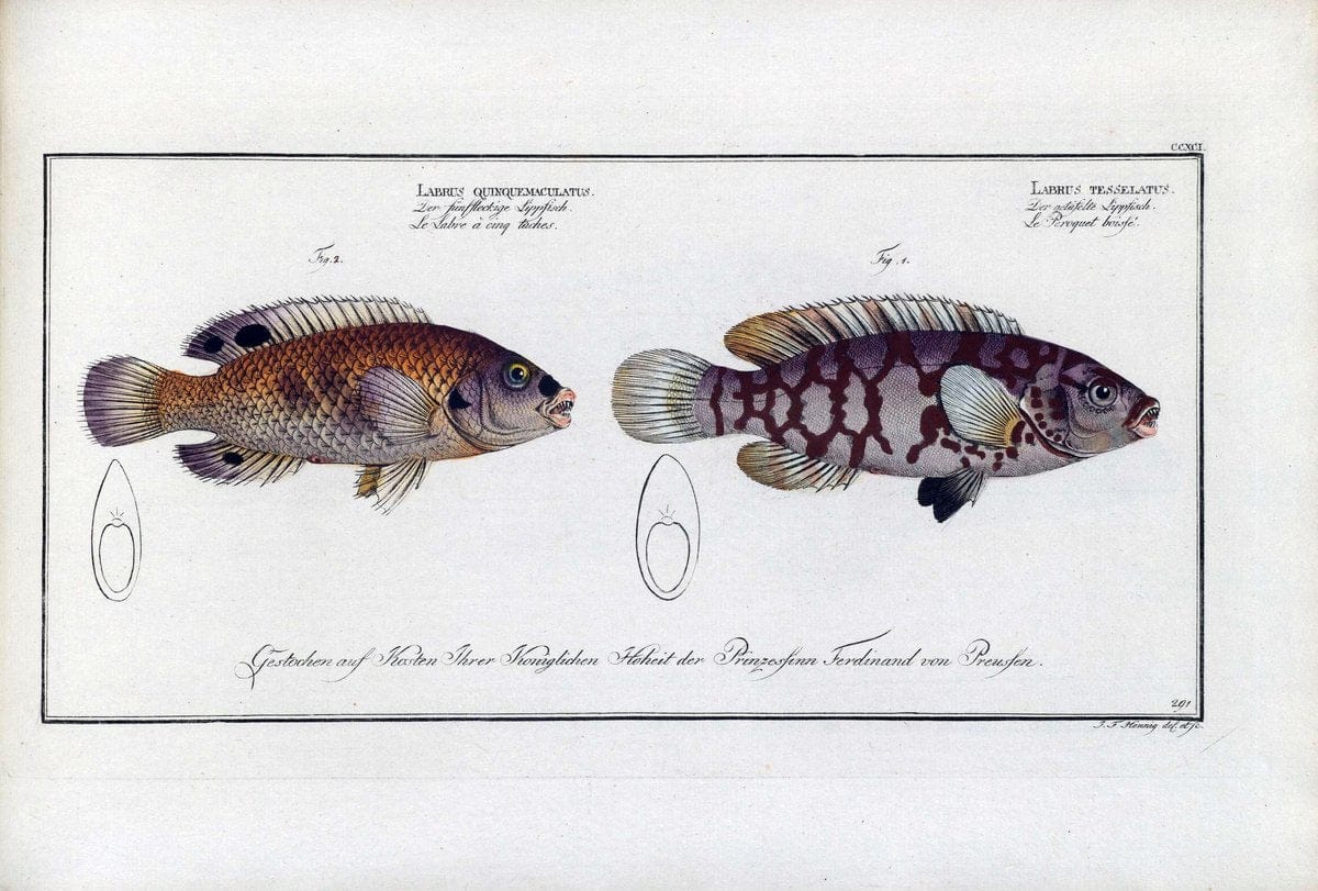 D. Marcus Elieser Bloch's, ausÃ¼benden Arztes zu Berlin .  Oeconomische Naturgeschichte der Fische Deutschlands . .Berlin :Auf Kosten des Verfassers | Vintage Print Reproduction 465780