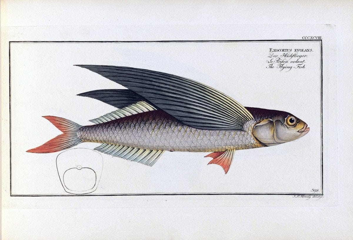 D. Marcus Elieser Bloch's, ausÃ¼benden Arztes zu Berlin .  Oeconomische Naturgeschichte der Fische Deutschlands . .Berlin :Auf Kosten des Verfassers | Vintage Print Reproduction 465781