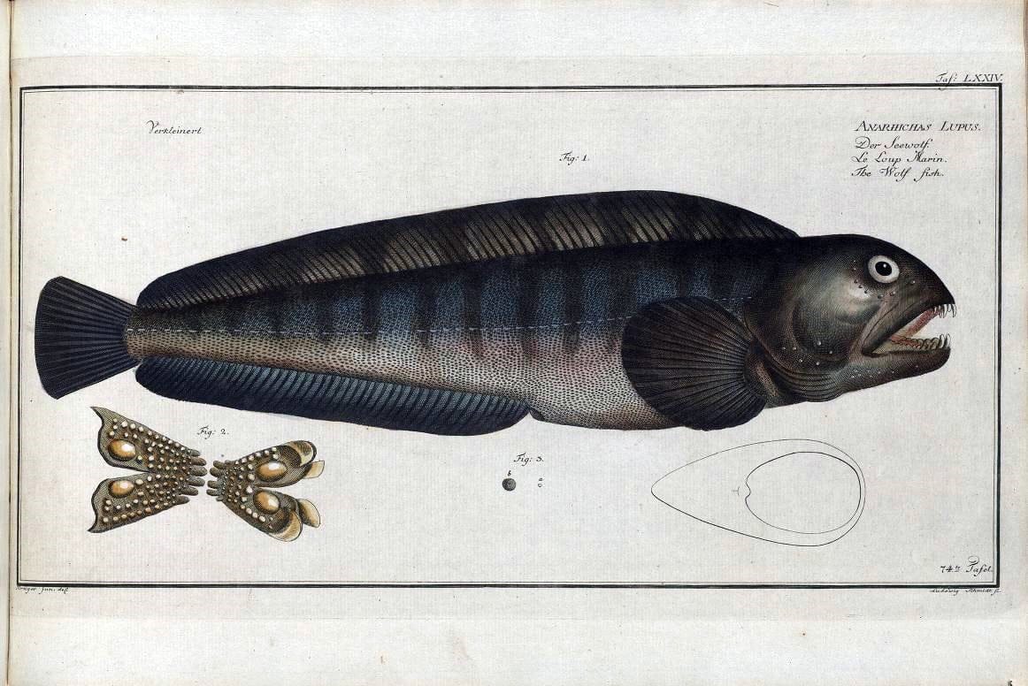 D. Marcus Elieser Bloch's, ausÃ¼benden Arztes zu Berlin .  Oeconomische Naturgeschichte der Fische Deutschlands . .Berlin :Auf Kosten des Verfassers | Vintage Print Reproduction 465782