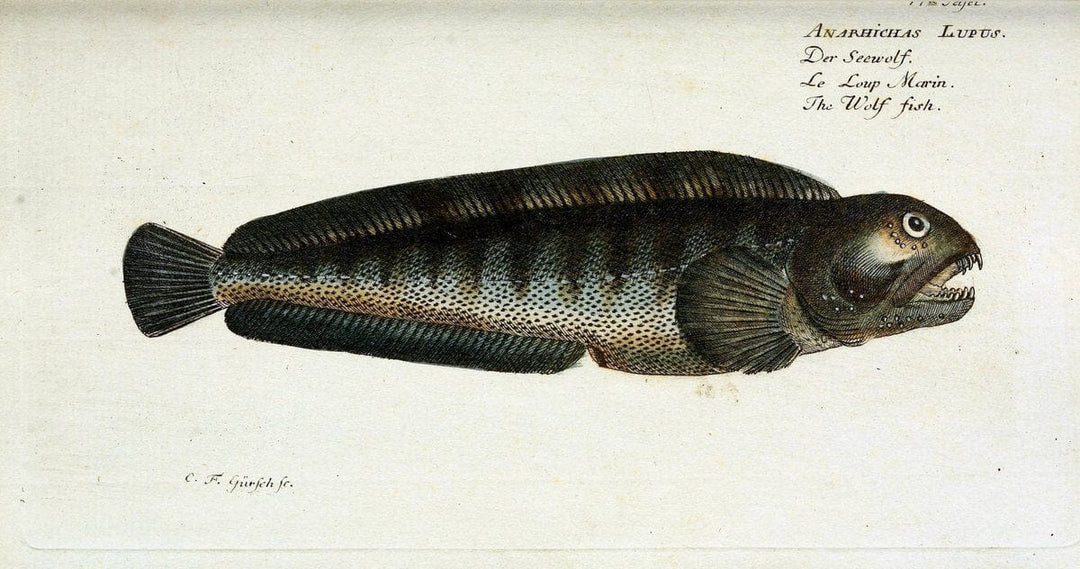 D. Marcus Elieser Bloch's, ausÃ¼benden Arztes zu Berlin. Atlas.Berlin :Auf Kosten des Ve | "Early works to 1800" Fishes Germany Ichthyology "Pictorial works"  | Vintage Print Reproduction 465783