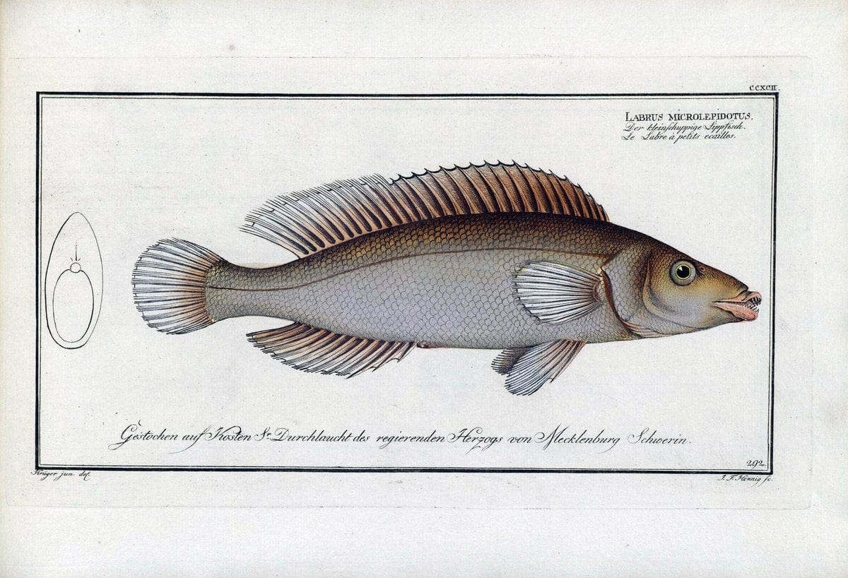 D. Marcus Elieser Bloch's, ausÃ¼benden Arztes zu Berlin .  Oeconomische Naturgeschichte der Fische Deutschlands . .Berlin :Auf Kosten des Verfassers | Vintage Print Reproduction 465784