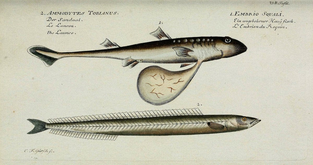 D. Marcus Elieser Bloch's, ausÃ¼benden Arztes zu Berlin. Atlas.Berlin :Auf Kosten des Ve | "Early works to 1800" Fishes Germany Ichthyology "Pictorial works"  | Vintage Print Reproduction 465787