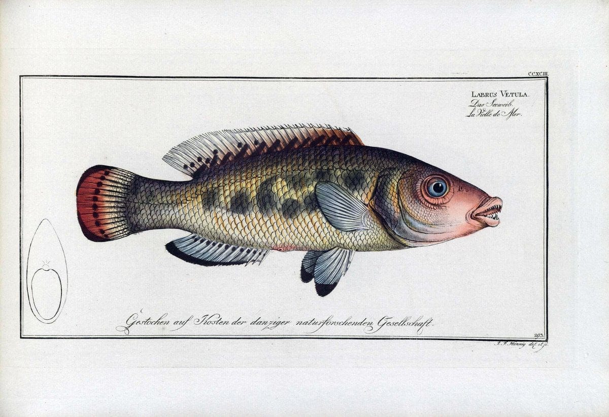 D. Marcus Elieser Bloch's, ausÃ¼benden Arztes zu Berlin .  Oeconomische Naturgeschichte der Fische Deutschlands . .Berlin :Auf Kosten des Verfassers | Vintage Print Reproduction 465788