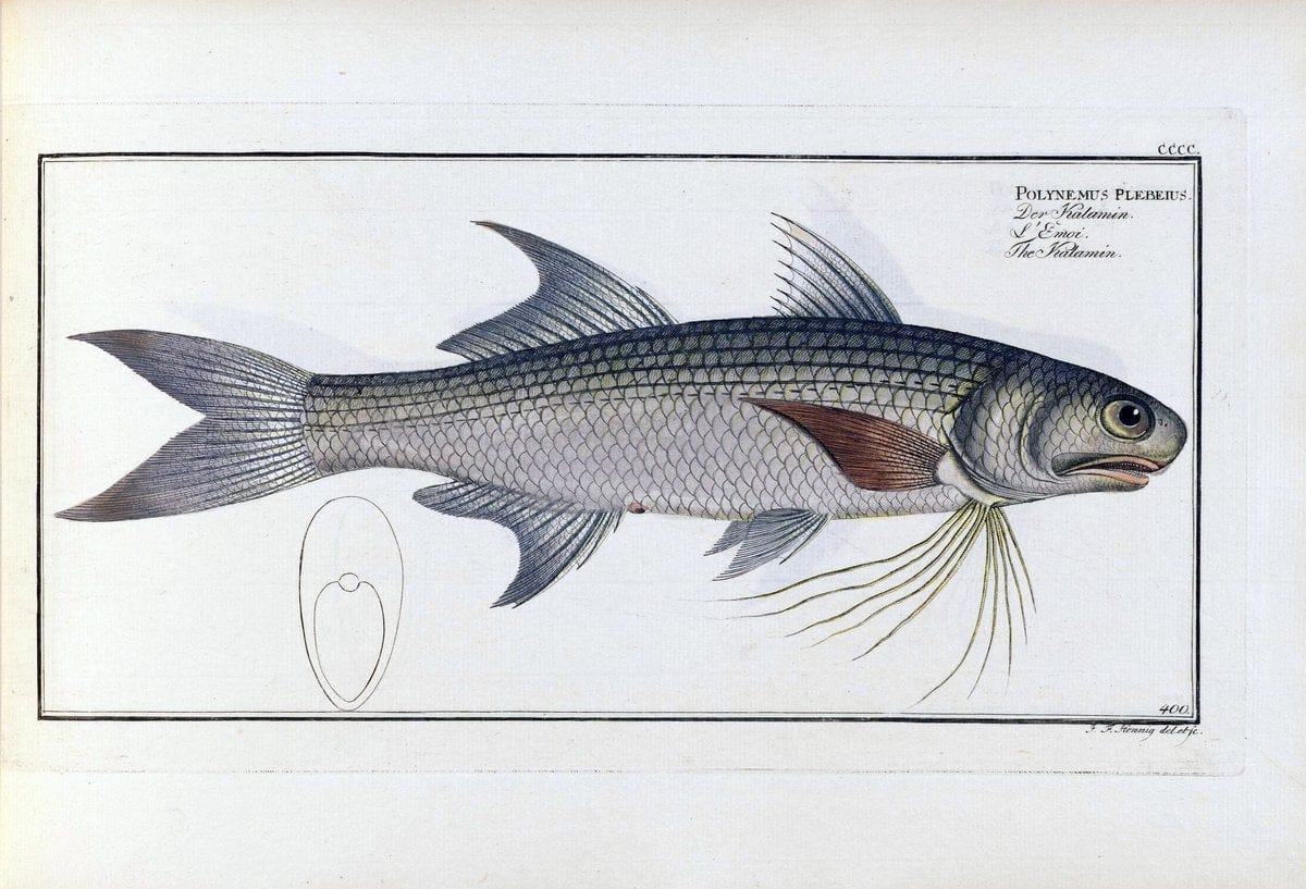 D. Marcus Elieser Bloch's, ausÃ¼benden Arztes zu Berlin .  Oeconomische Naturgeschichte der Fische Deutschlands . .Berlin :Auf Kosten des Verfassers | Vintage Print Reproduction 465790