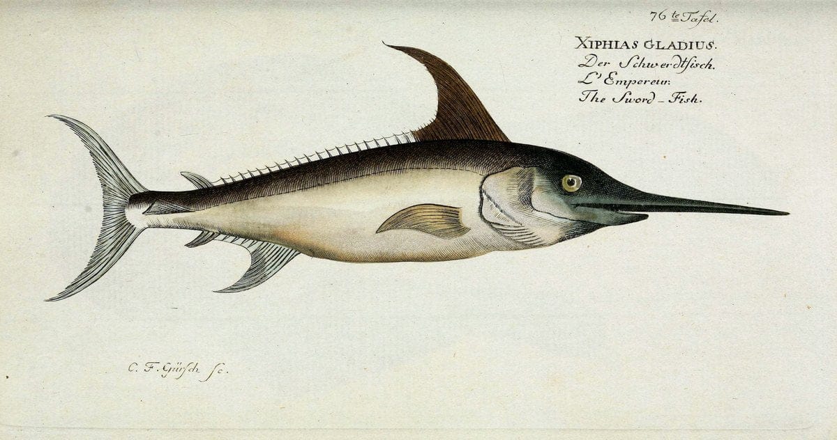 D. Marcus Elieser Bloch's, ausübenden Arztes zu Berlin. Atlas.Berlin :Auf Kosten des Ve | "Early works to 1800" Fishes Germany Ichthyology "Pictorial works"  | Vintage Print Reproduction 465791