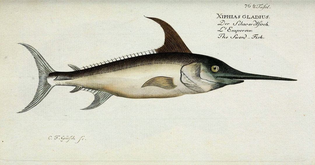 D. Marcus Elieser Bloch's, ausÃ¼benden Arztes zu Berlin. Atlas.Berlin :Auf Kosten des Ve | "Early works to 1800" Fishes Germany Ichthyology "Pictorial works"  | Vintage Print Reproduction 465791