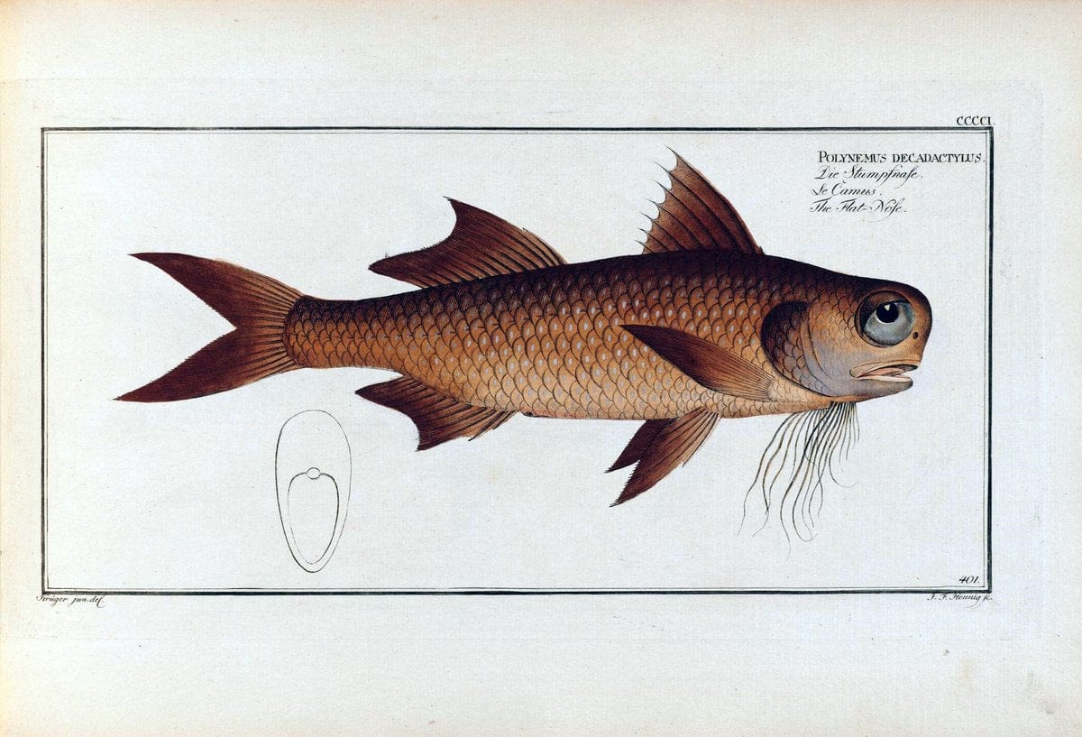D. Marcus Elieser Bloch's, ausÃ¼benden Arztes zu Berlin .  Oeconomische Naturgeschichte der Fische Deutschlands . .Berlin :Auf Kosten des Verfassers | Vintage Print Reproduction 465793