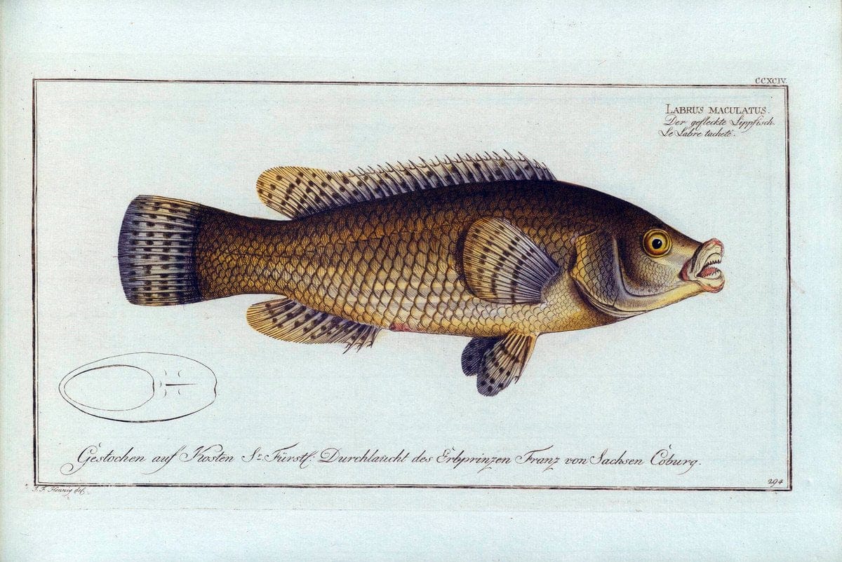 D. Marcus Elieser Bloch's, ausÃ¼benden Arztes zu Berlin .  Oeconomische Naturgeschichte der Fische Deutschlands . .Berlin :Auf Kosten des Verfassers | Vintage Print Reproduction 465794